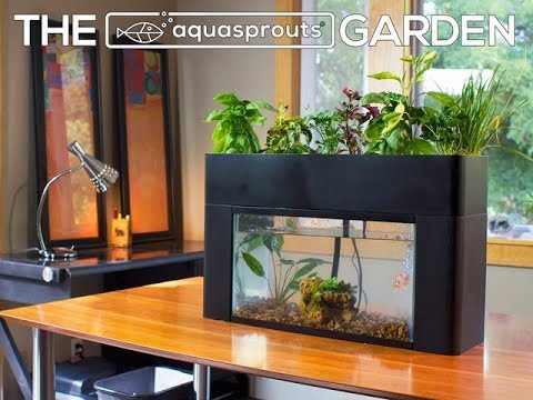 Self Sustaining Desktop Aquarium Youtube