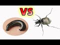 吸血水蛭遇到兇猛甲蟲，結局會怎樣？Leech VS beetle