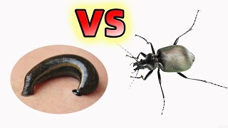 吸血水蛭遇到兇猛甲蟲，結局會怎樣？Leech VS beetle