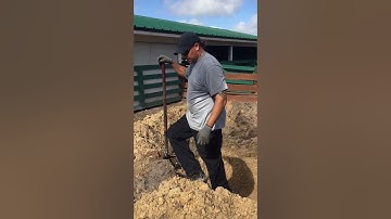How We Used to Dig Holes For Big Trees/Large Trees and Palms For Sale