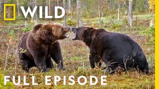 Enemy Within The Battle For Survival Full Episode Animal Fight Night