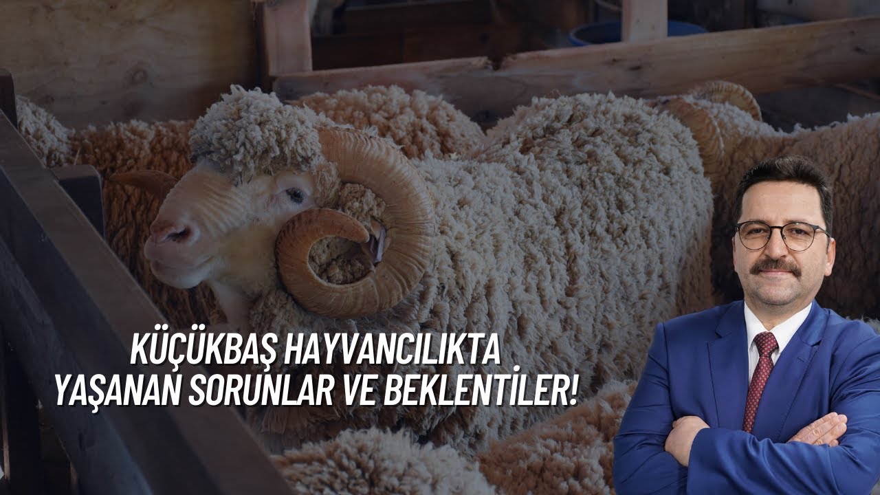 2025 YILI KÜÇÜKBAŞ HAYVANCILIK DEĞERLENDİRMESİ VE 2026 YILINDAN BEKLENTİLER I SEKTÖR ANALİZ