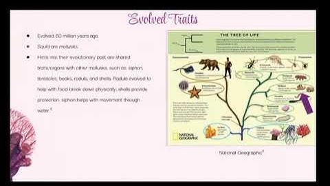 Bio 112 Protostome Video