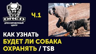 Как узнать будет ли собака охранять | ЗКС Охрана хозяина | что такое TSB ? ч.1 (Теория) #дрессировка