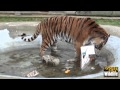Big Cat Enrichment