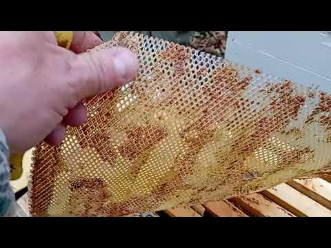 Силиконовая сетка для сбора прополиса сработала... - YouTube