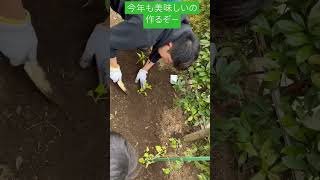 野菜植え完了！！押忍