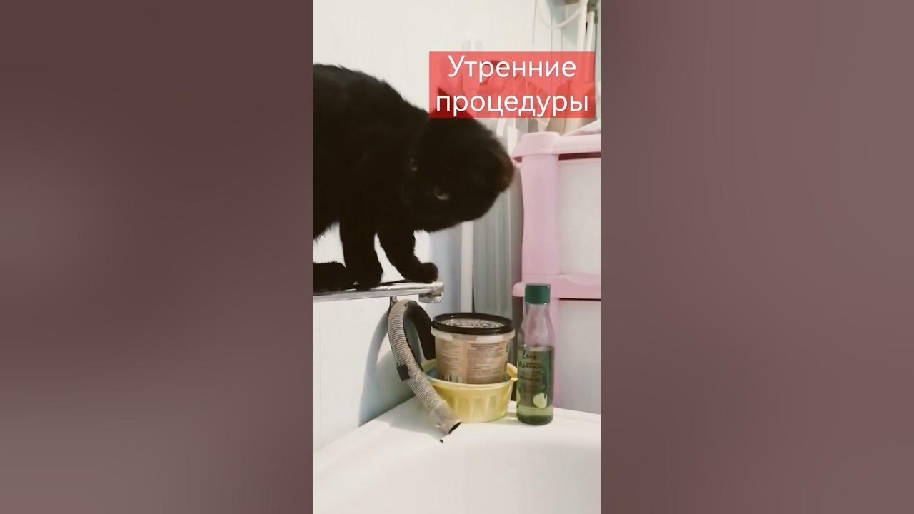 #котики #мяу #котик #мяукание #домиквдеревне #афоня - YouTube