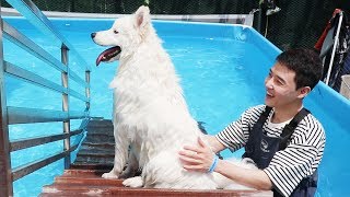 Puppy's First Time Swimming !!