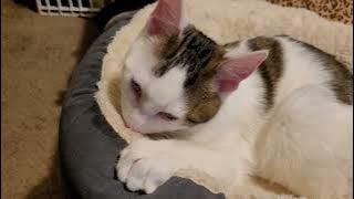 Sidney in bed. The Kitten Siblings. 20231118 174554