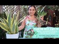Planting with Jewelyn: Sansevieria Plant haul, propagation & maintenance | July 2020 | ILOVEJEWELYN