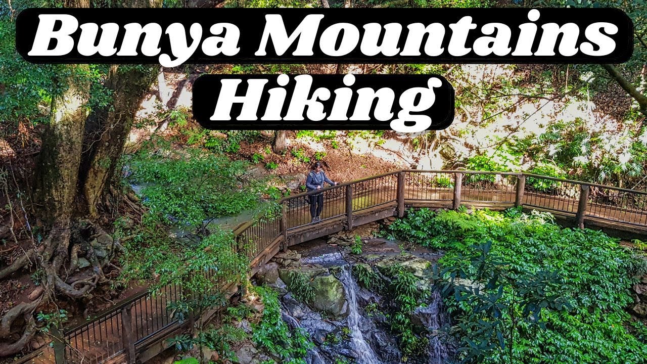 Bunya Mountains National Park | Hiking the Scenic Circuit, Mt Kiangarow & Paradise Falls & Dandabah