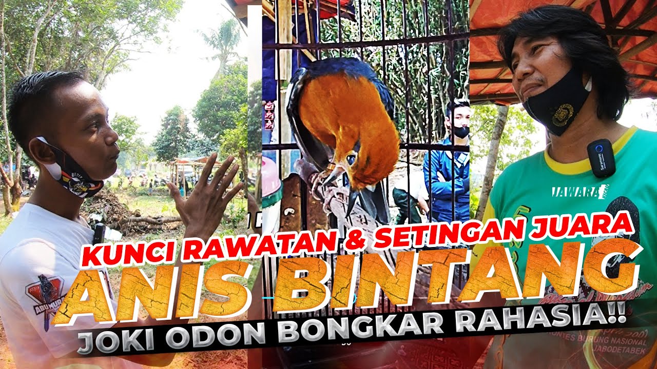 #EPS11 ANIS MERAH BINTANG JUARA 1 2X, KUNCI RAWATAN & SETINGAN JUARA || JOKI ODON BONGKAR RAHASIA#02