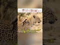 大量のマダニに悩むヒョウ！ そこへ現れた鳥たちの意外な役割とは！？  #ヒョウ #マダニ #ホシムクドリ #野生動物 #自然のサムネイル