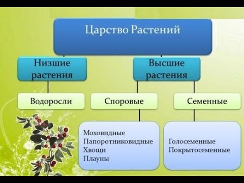 Схема растений низшие высшие