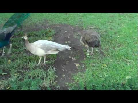 Viralimalai Bird Sanctuary video
