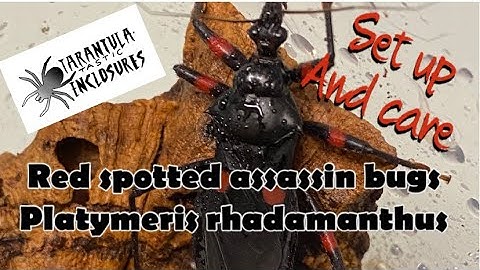 Red spotted assassins Platymeris rhadamanthus