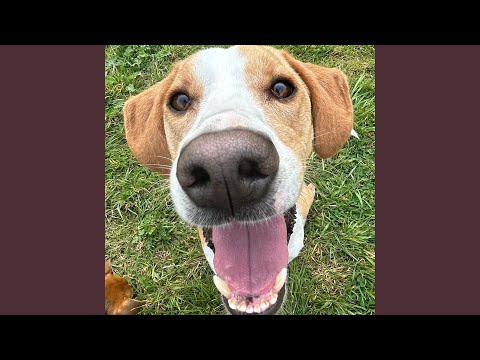 Bongo Lady Feat Nigel