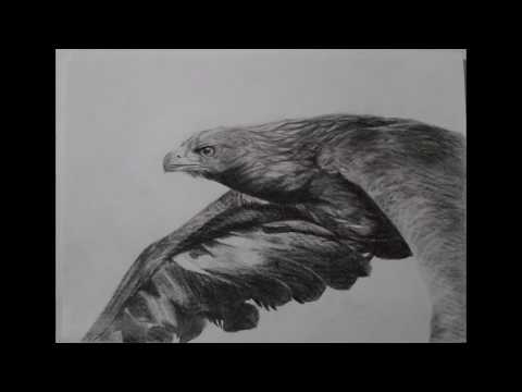 Рисунок орла.Как нарисовать орла.Drawing of an eagle.How to draw an eagle.