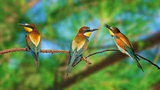Natural Bird Sounds  Bird Sounds help Relax the Mind, Reduce Stress and Sleep well