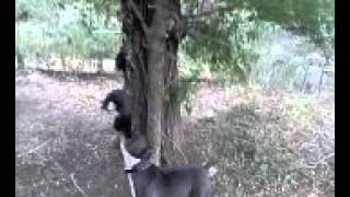 Oklahoma Blue Thunder Bullies Gangster