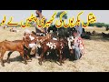 High Quality Beetal Goat In 8 Month Age For You || Beetal Goat In Sahiwal || Nagri Beetal Goat