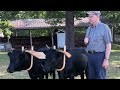 Training a pair of Kerry steers (young oxen)