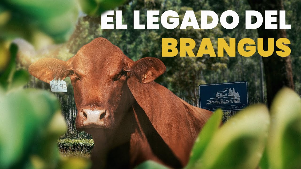 CAPITULO I - 100 años de ganadería y 100 años de yerba mate - GANADERIA, HISTORIA, YERBA