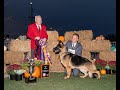 2020 GSDCA National  Best of Breed Males, GV, GVX, Best Puppy