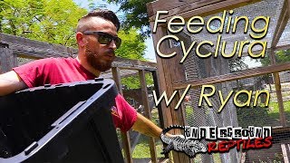 Cyclura Feeding W/ Ryan