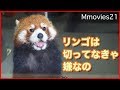 リンゴは切ってほしい円実お嬢様　レッサーパンダ Red Panda