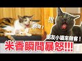 【好味小姐】米香瞬間暴怒!!!朋友小貓來做客！｜好味貓日常EP91