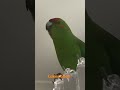 One of my gorgeous kakarikies talking away. Hand reared tame talking parrot funny