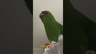 One of my gorgeous kakarikies talking away. Hand reared tame talking parrot funny