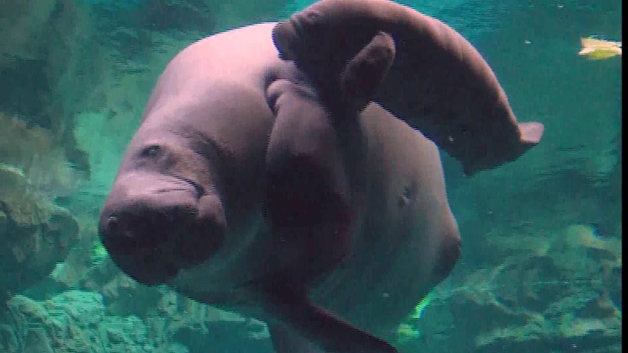 IL VIDEO DEL CUCCIOLO DI LAMANTINO NATO ALL'ACQUARIO DI GENOVA - YouTube