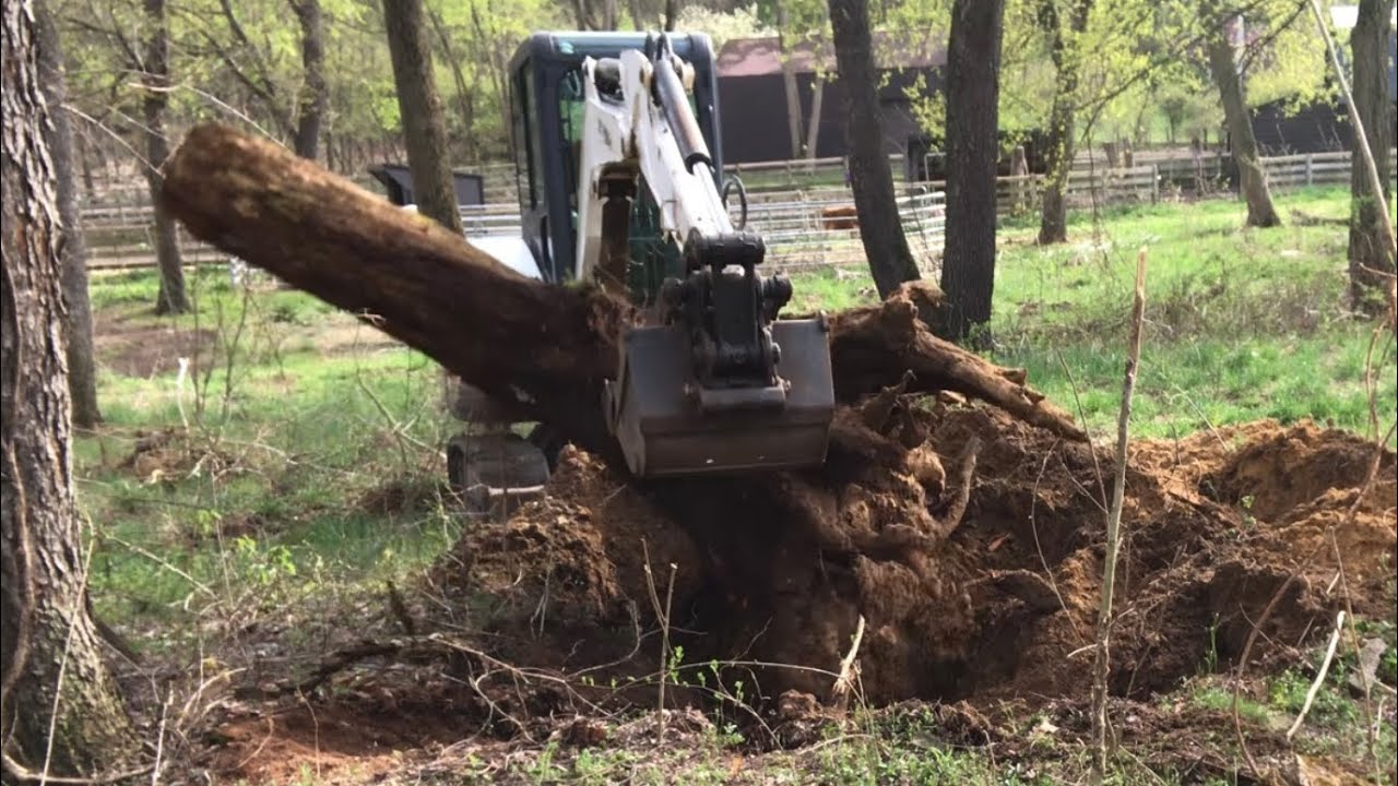 Mini Excavator Pulls Huge Stump - YouTube