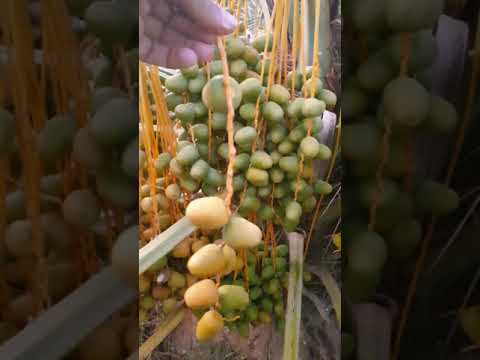 التخفيف من عدد عذوق النخلة فقط لايعنيها ولايفيدها بشي