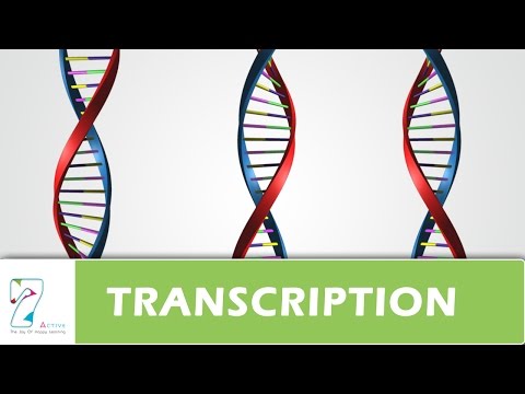 TRANSCRIPTION