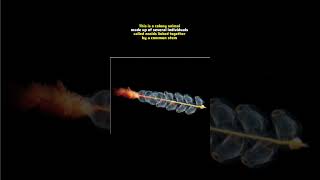 This is Marrus Orthocann 😱😱😱 #trendingshorts #viralfacts #fish #creature #stem #deepsea