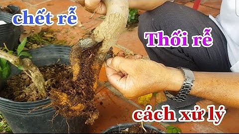Nguyên Nhân Thối Rễ Chết Rễ Ở Cây Hoa Giấy Và Cách Phòng Ngừa