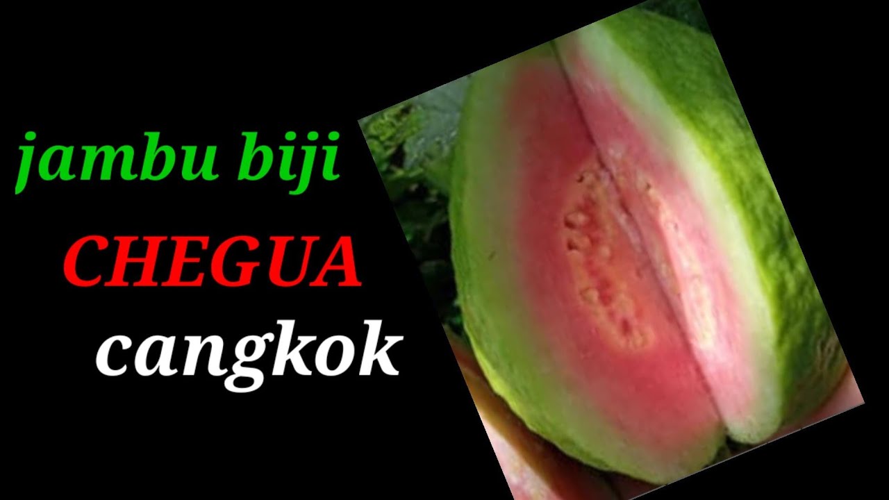 JAMBU BIJI CHEGUA (TAIWAN)