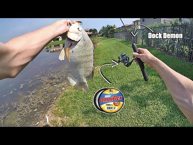 4lb Line Dock Demon Fishing for *HUGE* Tilapia! (Zebco Mini Rod Challenge)  