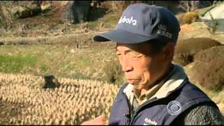 Radiation threatens future of Fukushima farms