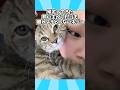 ㊗️200万再生突破‼️ネコさんの動画見て笑ったら寝ろwwwwwww