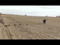 Polish Farmer Catches Wild Pig With Piglets Polish Farmer Catches Wild Pig With Piglets