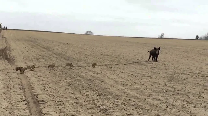 Polish Farmer Catches Wild Pig with Piglets
