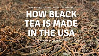How Black Tea is made and processed in the USA