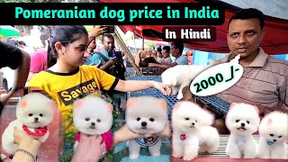 Pomeranian Dog price in india | Teacup dog price in India  |cute puppies | small Dog price in India