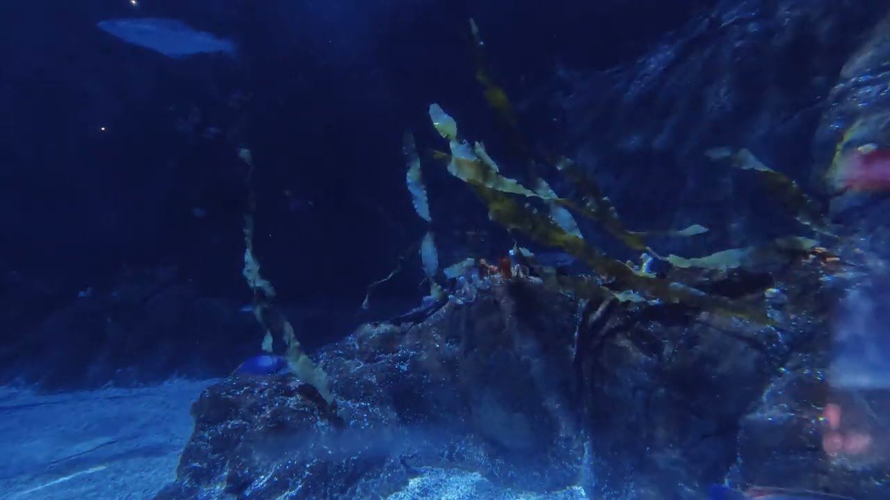 Plymouth Aquarium: marine life, breath-taking exhibits, and unforgettable oceanic beauty  2025