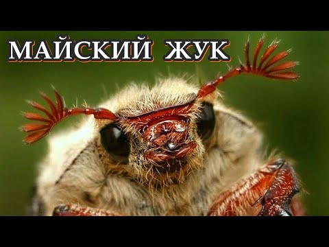 МАЙСКИЙ ЖУК - Прожорливый вредитель растений